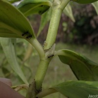 Hedyotis fruticosa L.